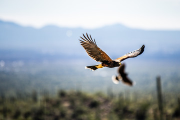 hawk in flight