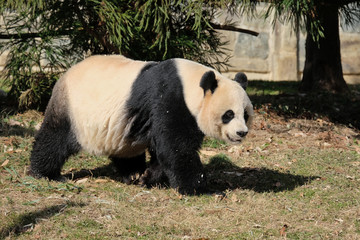 Giant panda (Ailuropoda melanoleuca) walking and playing outdoors