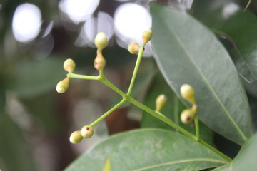 Bud of Syzygium oleina flower in the garden