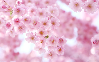 喜多方　日中線　ベニシダレザクラ