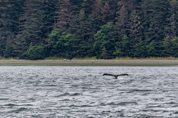 Naklejka premium Whale Tail