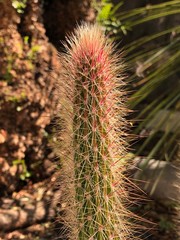 Hermoso cactus peniocereus lleno de espinas