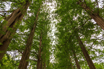 Beautiful Nature landscape scene at Nami Island (Namiseom), where the popular Korean drama Winter Sonata was filmed, at south Korea