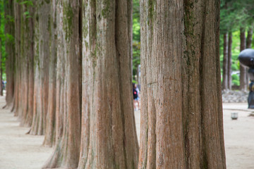 Beautiful Nature landscape scene at Nami Island (Namiseom), where the popular Korean drama Winter Sonata was filmed, at south Korea