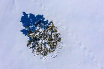 Tree by Drone