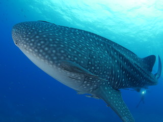 Naklejka premium Whale Shark in Similan Islands