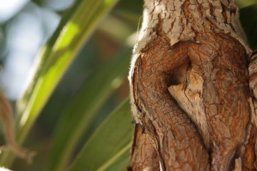 Trunk Knot with Blurry Leaves and Sky Background Lit in Evening Sun