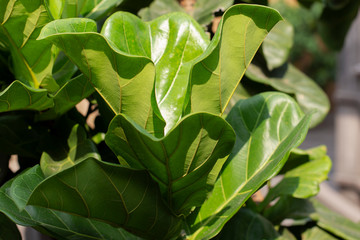 Scandinavian Decor style Plant Green Leaf.Fiddle Leaf Fig Tree