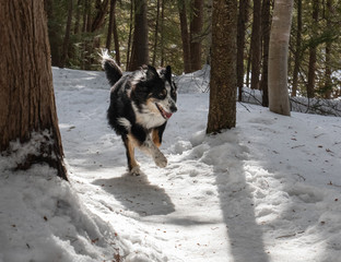 A healthy happy dog running on a snowy forest trail in winter in Ontario