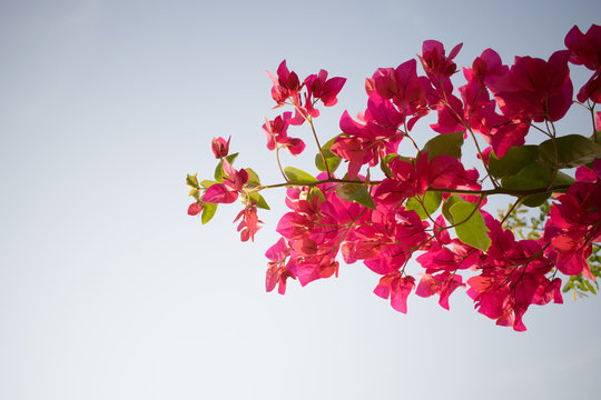 red bougainvillea with blue sky background