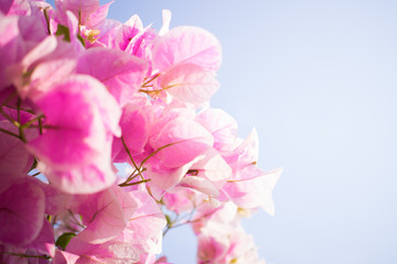 pink bougainvillea with blue sky background