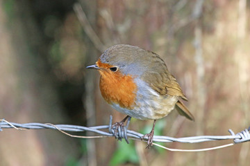 robin perched on a wire fence	