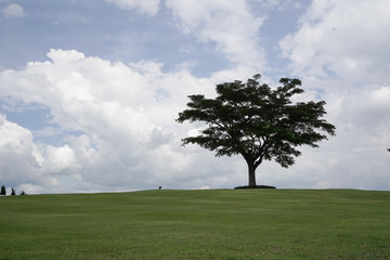 Fototapeta na wymiar tree in the field