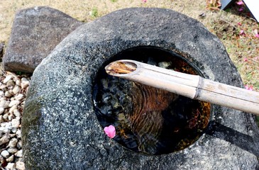 つくばい　花びら　春　風情　杤木