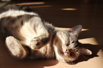 陽だまり昼寝猫アメリカンショートヘア