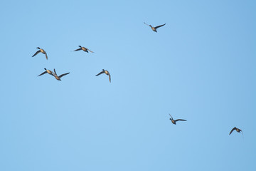 pintail duck flock waterfowl flying migration