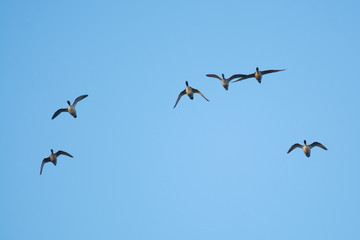 pintail duck flock waterfowl flying migration