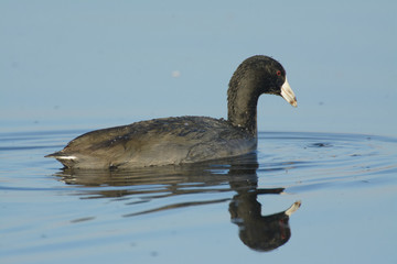 American Coot water bird looking down a reflection. 