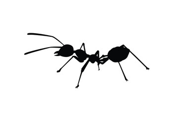 Ant silhouette vector, insect wildlife