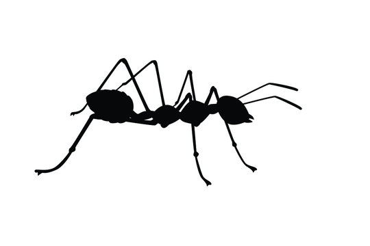 Ant silhouette vector, insect wildlife