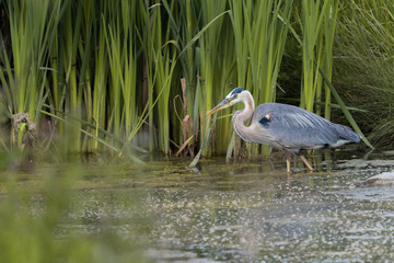 Great Blue Heron (Ardea Herodias) wading in a marsh and searching for food background. Beautiful wading bird in a wetland habitat park wildlife photography
