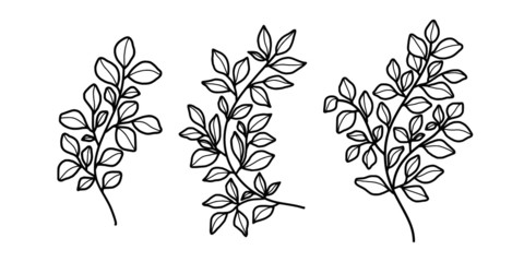 Hand drawn monochrome plant, leaf, and foliage element for wedding invitation, logo, engagement, or botanical logo