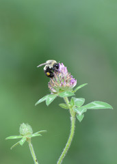 Bee on clover with pollen