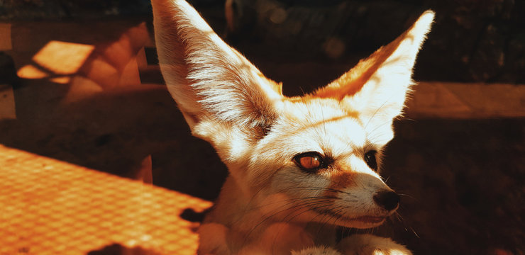 Renard
