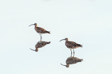 Two Whimbrels