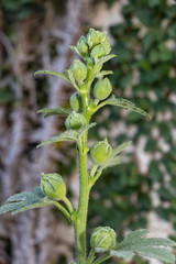 Green Mallow branch full of buds ready to blossom.  Selective focus, spring concept