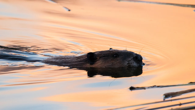 Beaver (Castor canadensis) swimming in calm beautiful water at sunset background. Canadian Wildlife at dusk wallpaper. Orange water ripples reflection in a pond - Powered by Adobe