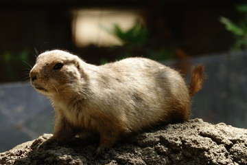 プレーリードッグ