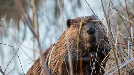 North American Beaver (Castor canadensis) hiding in tall grass Canadian wildlife background close up. Small cute beaver searching for food	 - obrazy, fototapety, plakaty