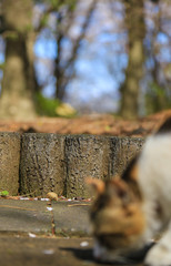 花弁を嗅ぐ三毛猫