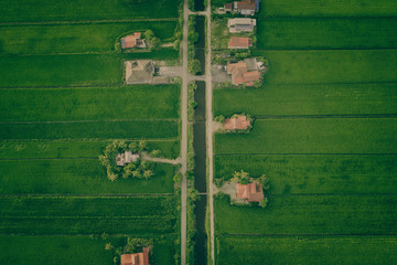 Aerial photo Of Of Asian Paddy Field