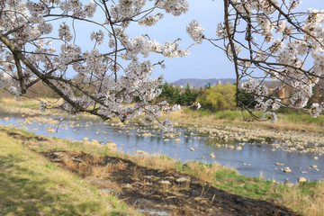 千曲川河川敷の桜