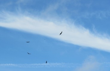 Birds flying in blue sky and clouds background