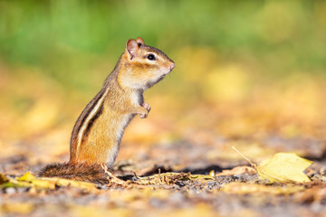 Chipmunk standing up with a nice blurred background