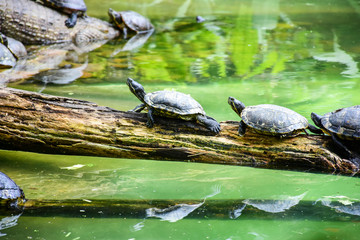 Obraz premium turtles