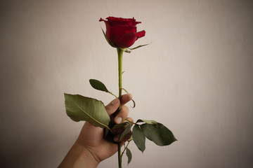 hand holding a red rose