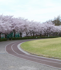Fototapeta premium 東御中央公園の桜