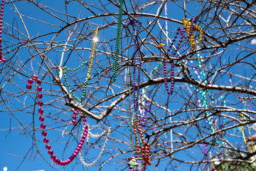 Mardi Gras Beads in Trees
