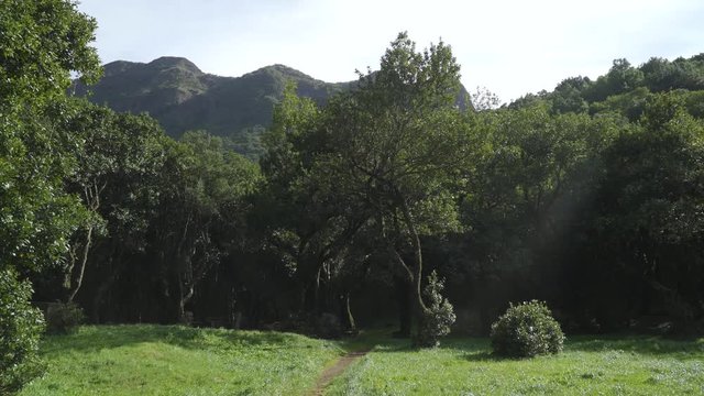 Camping area of Ch&atilde;o dos louros located in the ch&atilde;o dos louros forest park, its name derives from the abundance of laur&eacute;is, laurus nobilies in this area. S&atilde;o Vicente, Madeira island, Portugal