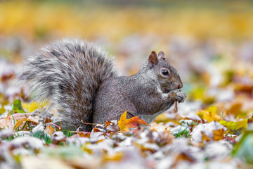 Eastern Gray Squirrel