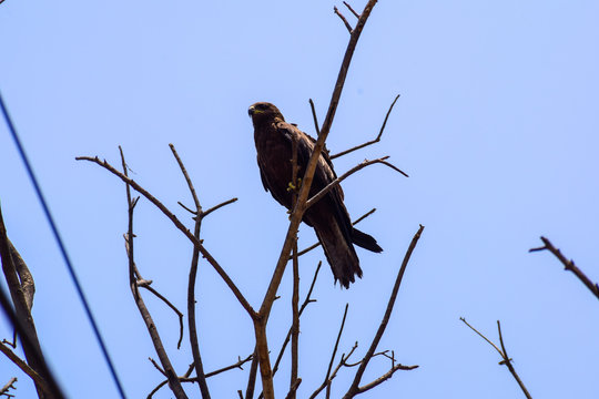 Eagle sitting on the branch of a tree near Sundar Nurusy in Delhi India, Eagle searching for food during morning time 