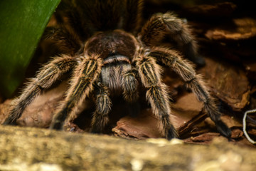 Caramguejeira spider