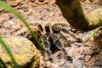 Caramguejeira spider