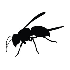Hornet silhouette vector