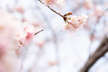 あたみ桜