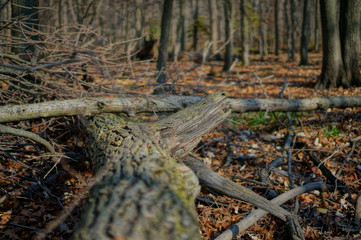 Obraz premium forest in autumn